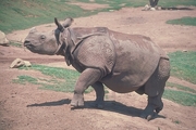 Great Indian One-Horned Rhinoceros Mousepad