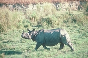 Great Indian One-Horned Rhinoceros Mousepad