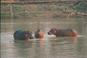 Hippopotamus Poster