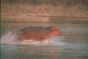 Hippopotamus Mousepad