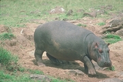 Hippopotamus Mousepad