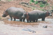 Hippopotamus Mousepad