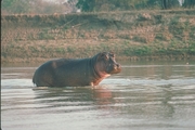 Hippopotamus Mousepad