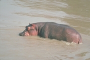 Hippopotamus Mousepad