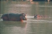 Hippopotamus Mousepad