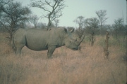 White Rhinoceros T-Shirt