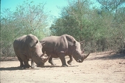 White Rhinoceros Mousepad