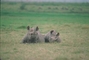 Black Rhinoceros picture