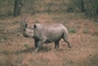 Black Rhinoceros picture