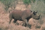 Black Rhinoceros picture