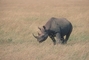 Black Rhinoceros picture