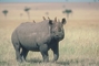 Black Rhinoceros picture