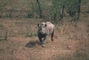 Black Rhinoceros picture