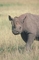 Black Rhinoceros picture