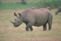 Black Rhinoceros picture