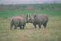 Black Rhinoceros picture