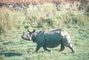 Great Indian One-Horned Rhinoceros picture