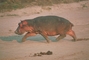 Hippopotamus picture