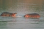 Hippopotamus picture