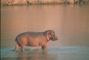 Hippopotamus picture