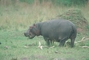 Hippopotamus picture