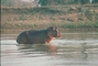 Hippopotamus picture