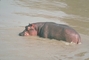 Hippopotamus picture