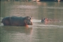 Hippopotamus picture