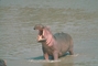 Hippopotamus picture