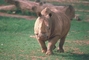 White Rhinoceros picture