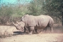 White Rhinoceros picture