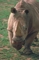 White Rhinoceros picture