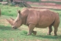 White Rhinoceros picture