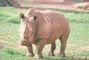 White Rhinoceros picture