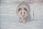 Arctic Fox picture