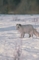 Arctic Fox picture