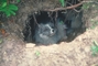 Arctic Fox picture