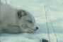 Arctic Fox picture