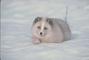 Arctic Fox picture