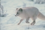 Arctic Fox picture