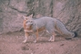 Gray Fox picture