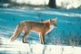 Red Fox picture