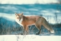 Red Fox picture