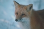 Red Fox picture