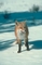 Red Fox picture