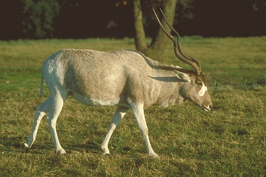 Addax