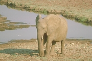 African Elephant Magnet