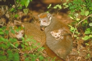 Crowned Lemur Magnet