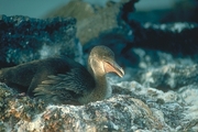 Flightless Cormorant Poster