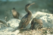 Flightless Cormorant Poster